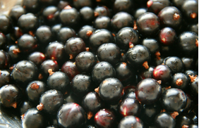 This is picture of blackcurrent berries.